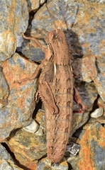 Eumigus