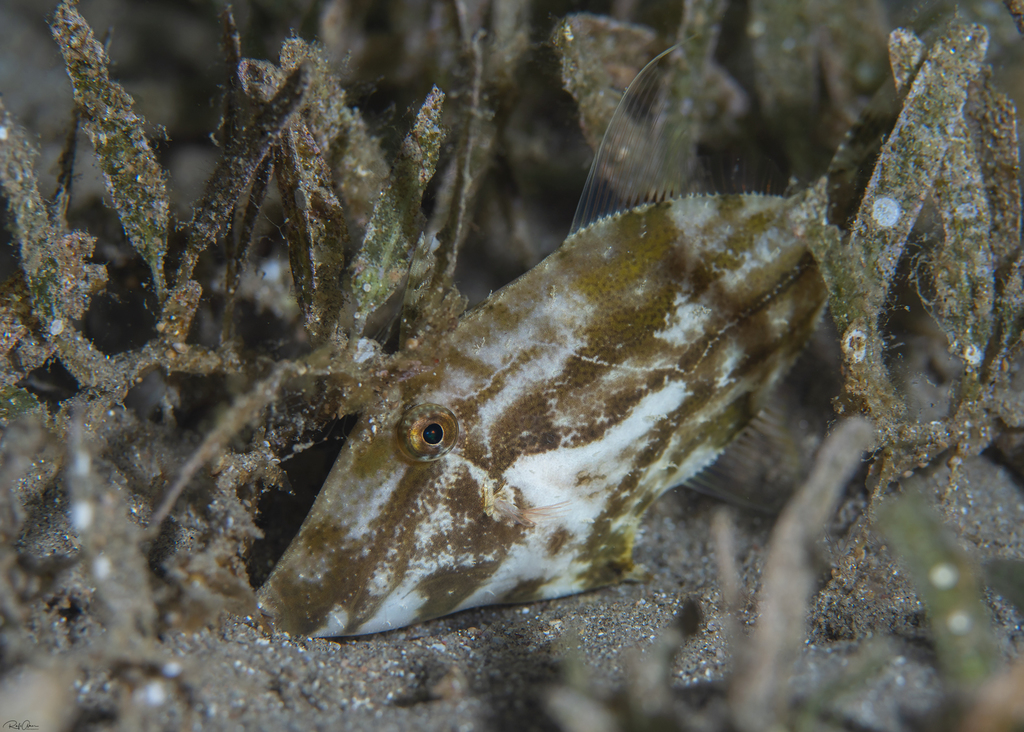Scroll File Fish Fuzzy Filefish (Paramonacanthus nematophorus) - Marine Life Identification
