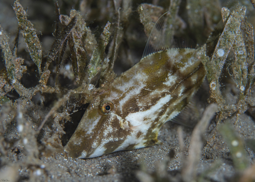 Threadfin filefish (Paramonacanthus nematophorus) — Monacanthidae — 5