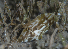 Paramonacanthus nematophorus