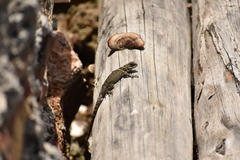 Sceloporus aureolus