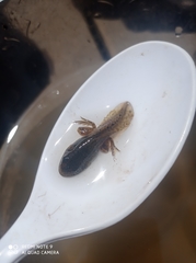 Pelophylax bedriagae