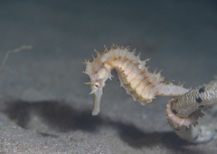 Hippocampus jayakari