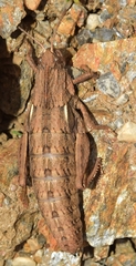 Eumigus
