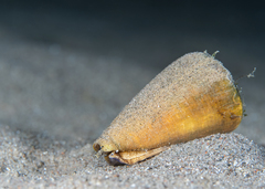 Conus quercinus