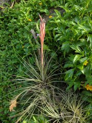 Tillandsia juncea