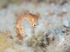 Hippocampus jayakari