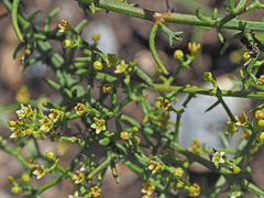 Thesium scandens