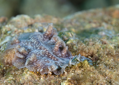 Pericelis