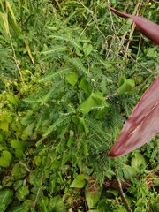 Phyllanthus leucanthus
