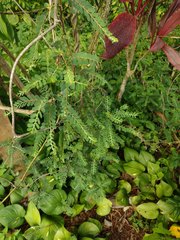 Phyllanthus leucanthus
