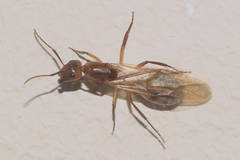 Camponotus variegatus