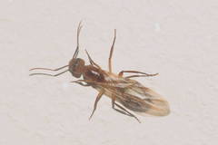 Camponotus variegatus