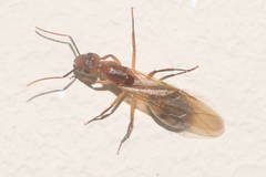 Camponotus variegatus