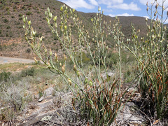 Albuca schoenlandii