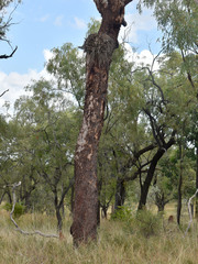Corymbia pocillum