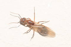 Camponotus variegatus
