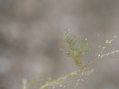 Phycocaris simulans