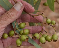 Corymbia erythrophloia
