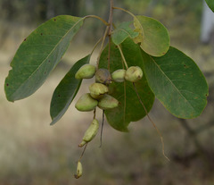 Terminalia aridicola