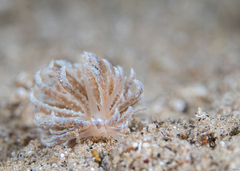 Phyllodesmium crypticum