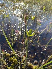 Carex limosa