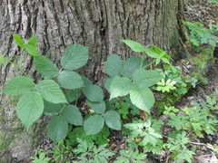 Rubus pedemontanus