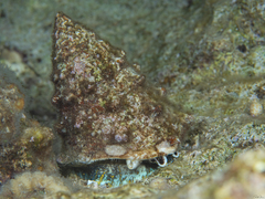 Tectus dentatus