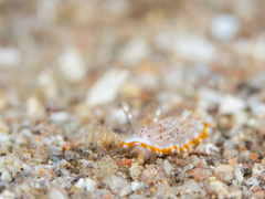 Goniobranchus pseudodecorus