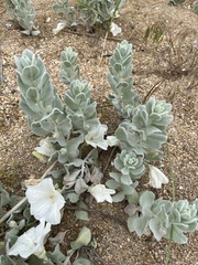 Convolvulus persicus