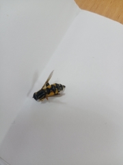 Helophilus trivittatus