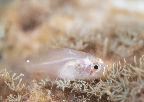 Achtdoorn-kardinaalbaars (Neamia octospina) — Apogonidae