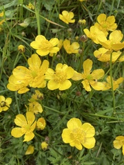 Ranunculus lingua