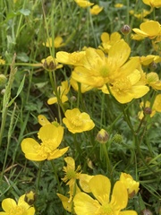 Ranunculus lingua