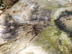 Sphiximorpha subsessilis