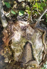 Sphiximorpha subsessilis