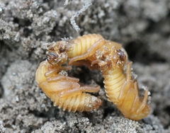 Hoplia graminicola