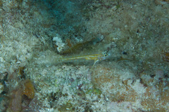 Coryphopterus eidolon