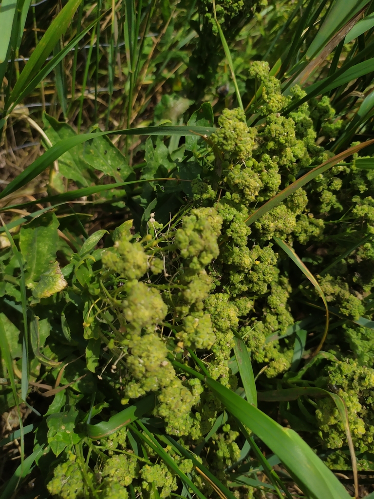 Aceria drabae