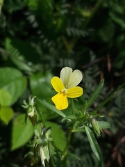Viola arvensis