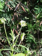 Viola arvensis