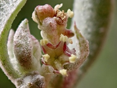 Atriplex lindleyi