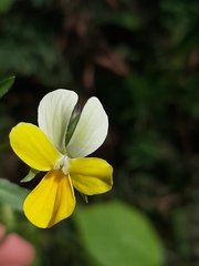 Viola arvensis