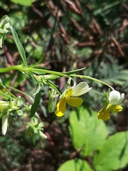 Viola arvensis