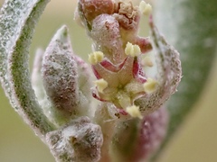 Atriplex lindleyi