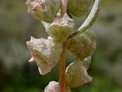 Atriplex lindleyi