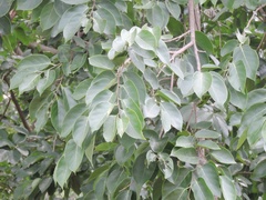 Holoptelea integrifolia