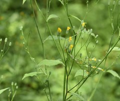 Lapsana communis communis