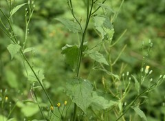 Lapsana communis communis