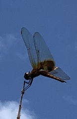 Tramea virginia